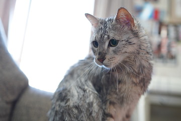 エジプシャンマウ