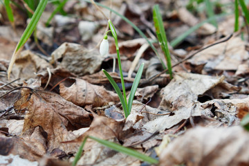 Snowdrop, the first flower of the year.