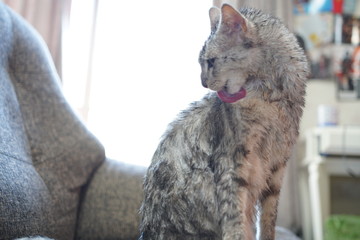 エジプシャンマウ