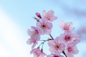 Obraz na płótnie Canvas pink cherry blossom in spring