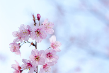 cherry blossom in spring