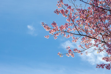 cherry blossom in spring