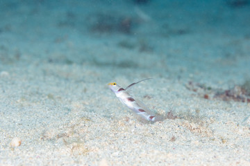 ヒレナガネジリンボウ