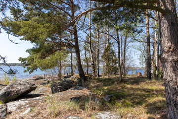 Sweden on the island within the forest