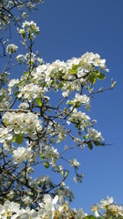 Fleurs de cerisier sur fond de ciel bleu