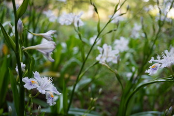 シャガの群生／Iris Japonica
