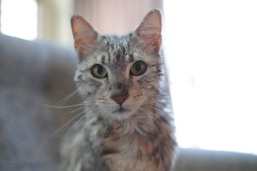 エジプシャンマウ