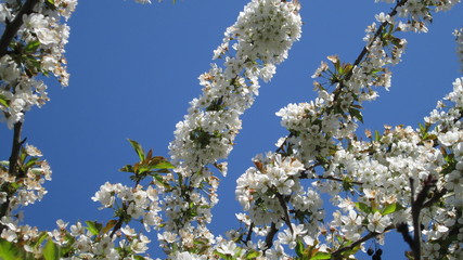 Fleurs de cerisier sur fond de ciel bleu