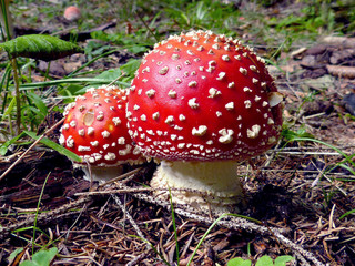 Red mushroom in the grass. Red Mushroom photo, Forest photo, Forest mushroom, Forest mushroom photograph