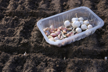 Garlic seedlings seeding in organic vegetable garden in spring. Garlic seed planting in soil..