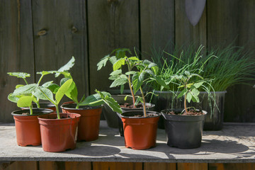 Zucchini, tomato, leeks seedlings in pots in garden. Vegetables young seedlings before planting in the ground..