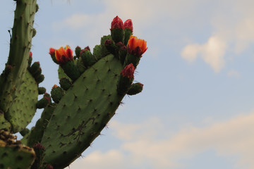Green cactus with an orange flower 