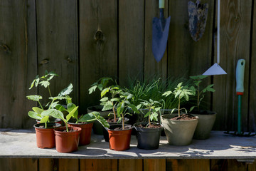 Zucchini, tomato, leeks seedlings in pots in garden. Vegetables young seedlings before planting in the ground..
