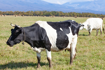 Cows graze in an autumn meadow before milking Russia