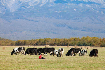 Fototapeta premium Cows graze in an autumn meadow before milking Russia
