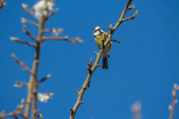 Eurasian Blue Tit (Cyanistes caeruleus)