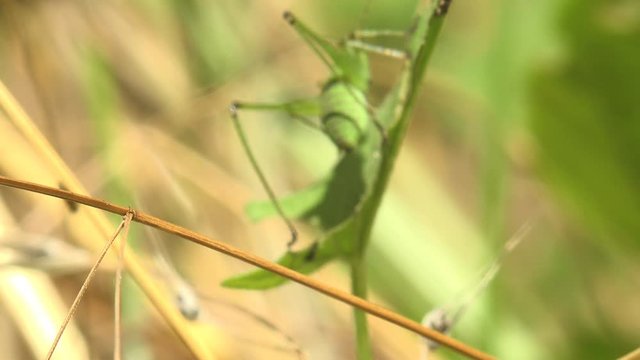 Grasshopper, katydids nymph sitting on a green leaf in summer forest in meadow. View macro insect in wildlife