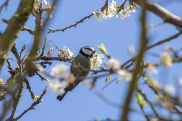 Eurasian Blue Tit (Cyanistes caeruleus)