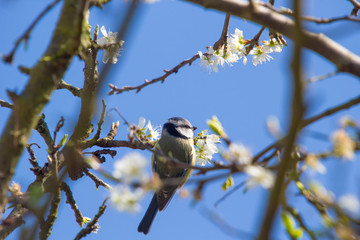 Eurasian Blue Tit (Cyanistes caeruleus)