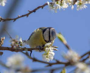 Eurasian Blue Tit (Cyanistes caeruleus)