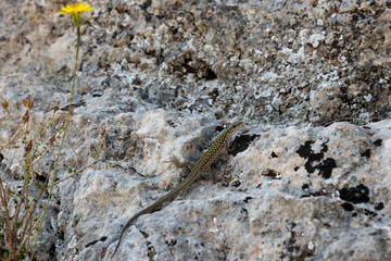 Lizard on the rock