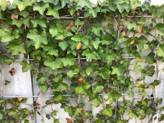 Planting ivy covering the exterior