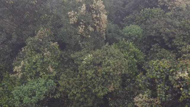 Aerial shot of trees in jungle forest on cloudy rainy days in Mindo,. Ecuador