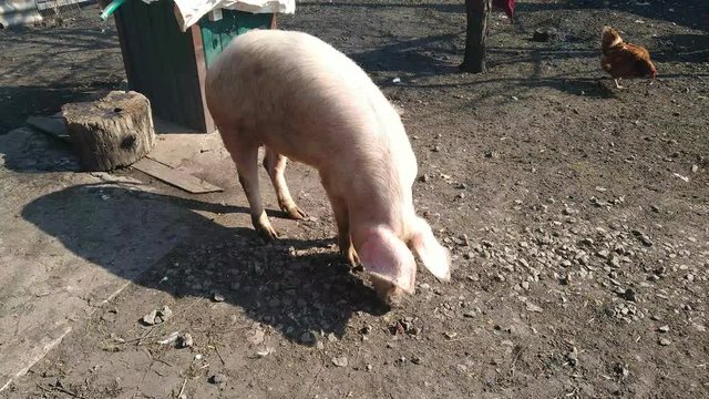 
A pink pig with a shadow from the sun walks and walks on the brown earth with stones and chews in the village with chickens in the background and the sounds of a pig and hens
