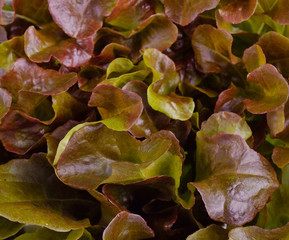 Fresh  lettuce leaves isolated on a background.