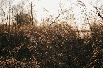 Field of dry wild spikes backlit with warm setting sun