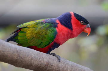 An Eastern Black-capped Lory in the Umgeni River bird park at Durban, South Africa. This bird is usually native to New Guinea.