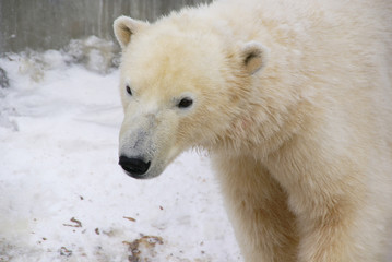Fototapeta na wymiar Muzzle of a polar bear close up