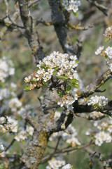Fototapeta premium Birnbaum mit Blüten