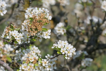 Blüten am Birnbaum