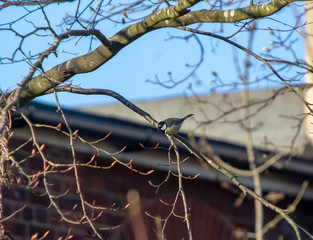 A Coal Tit (Periparus ater) perched on a branch