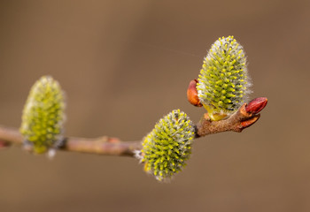 catkins on pussy willow in spring © Petr