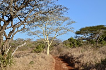 The typical winter environment of a nature reserve in Zululand, South Africa