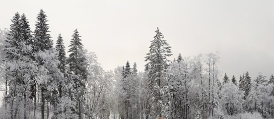 Snowy trees in the forest - Oslo 