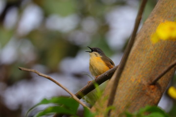 common tailorbird singing the songs, outdoor bird