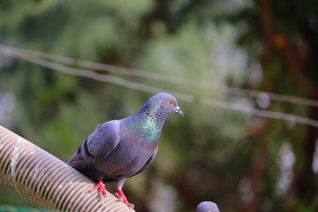 close up of indian Domestic pigeon perching on water pipe in summer, domestic bird