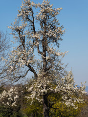 (Pyrus communis) Floraison printanière blanche et décorative du poirier commun au centre d'un verger sous un ciel bleu 