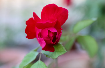 Obraz premium Red rose in garden