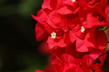 micro shot of red bougainvillea flower, flower background