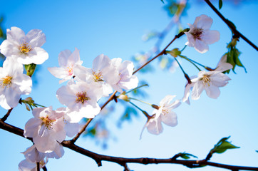 桜　cherryblossom　ソメイヨシノ　夜桜