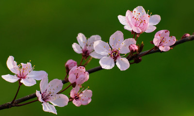 Flowering Apricot Branch
