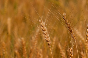Fototapeta premium wheat or barley crop on closeup