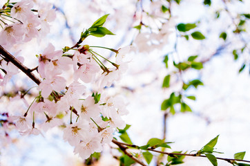 桜　cherryblossom　ソメイヨシノ　夜桜