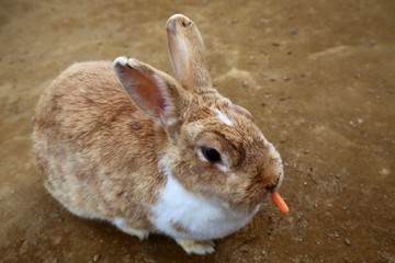 ニンジンを食べるウサギ