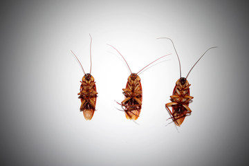 Close-up cockroach group isolated on white background