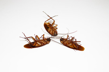 Close-up cockroach group isolated on white background